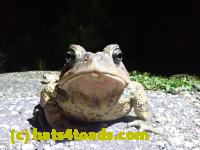 /home//u458753944/public_html/sourcegallery/////////////Roxborough Toad Detour/2021/2021-04-27/P4270278.JPG